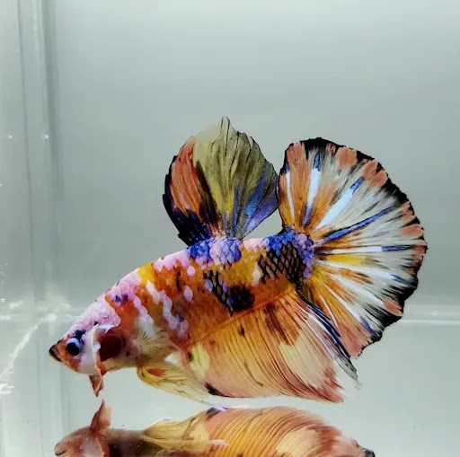 JV Betta - Visual