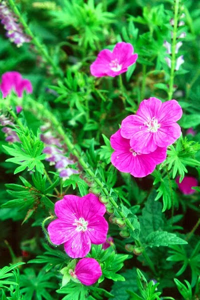 Photos of Sunshine Farm & Garden