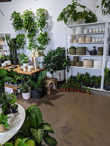 Fern - Visual