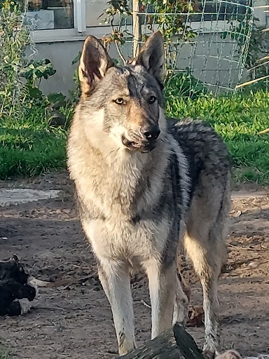 Wolf Dog Compagny