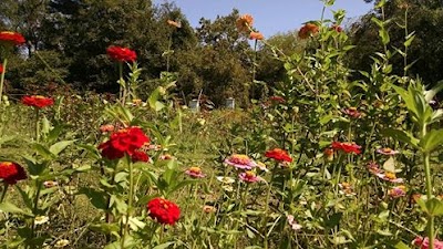 Galena Blooms Farm