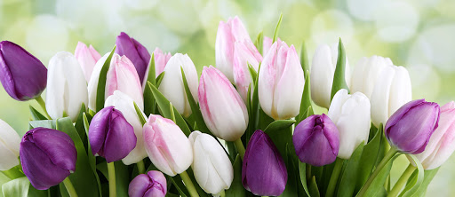 Schnucks Bloomington Floral - Thumbnail