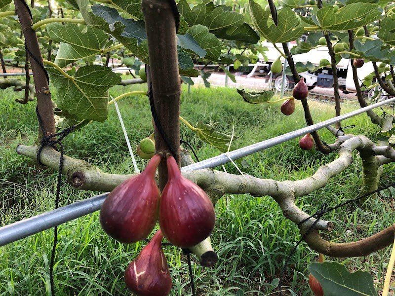 いちじく直売所〜NORA.