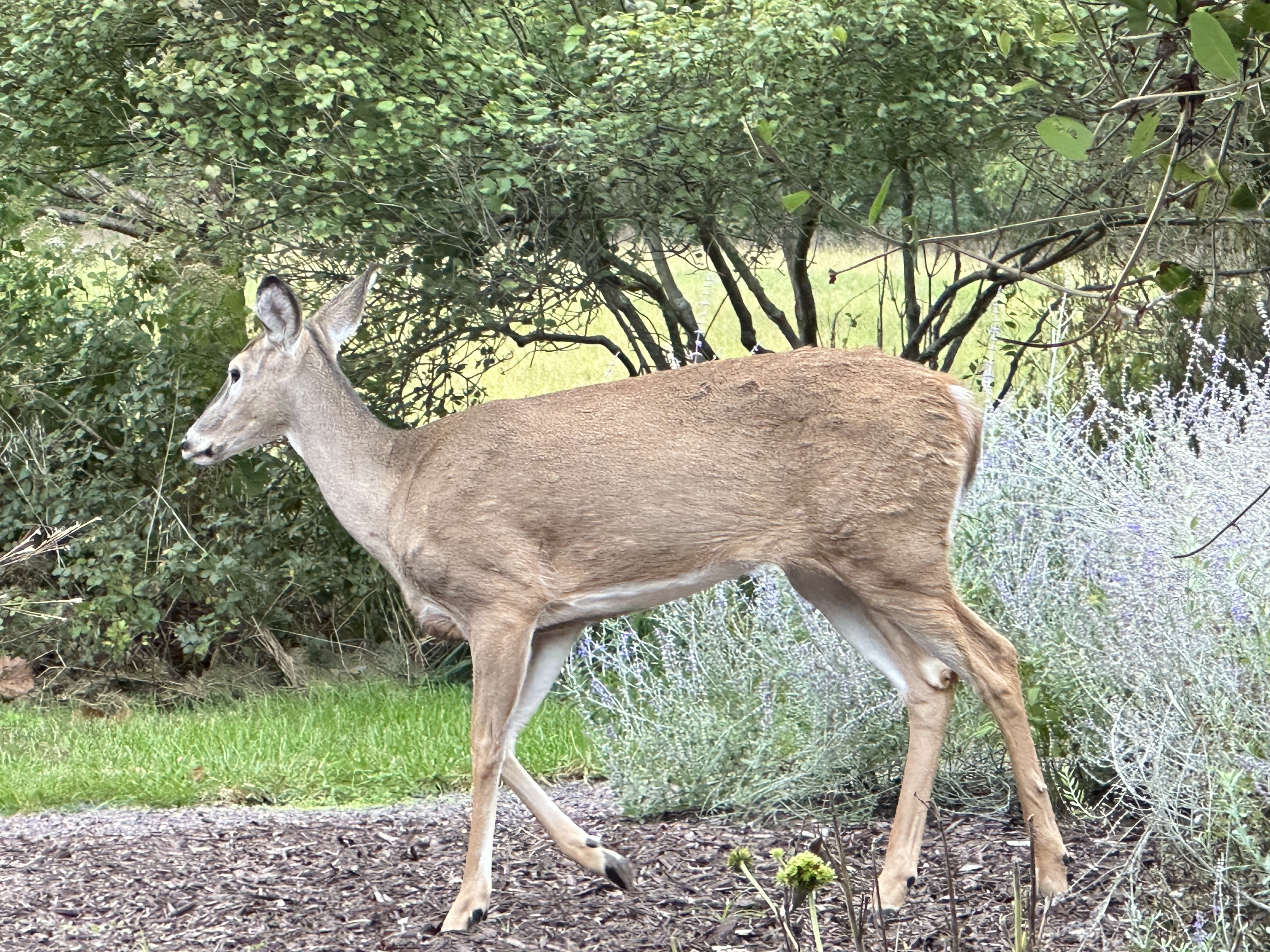 The Gardens at SIUE