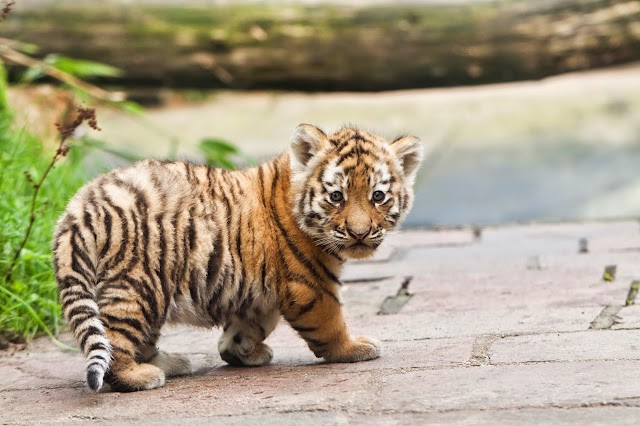 DierenPark Amersfoort