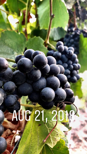 Shokrian Vineyard Logo