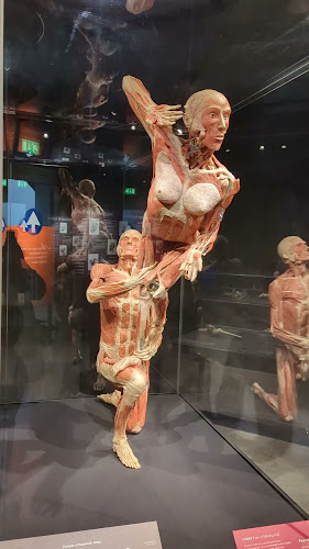 BODY WORLDS Amsterdam openingstijden
