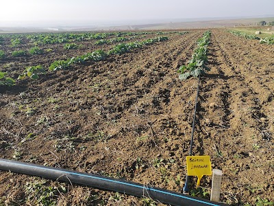 TÜRAM-Silivri Belediyesi Tarımsal Üretim Ve Araştırma Merkezi