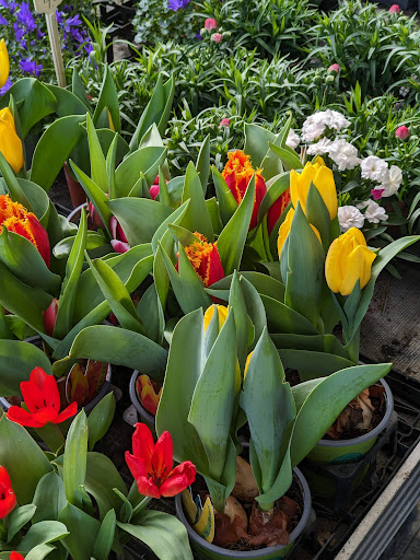 Plagges Blumenladen - Thumbnail