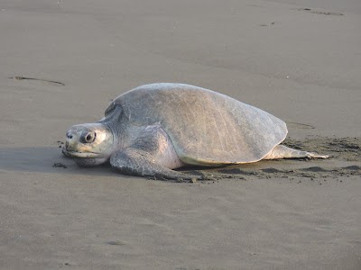 Photos of TachizTravel Costa Rica