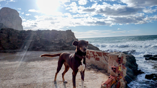 Clínica Veterinària Les Salines