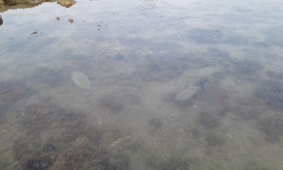 Photos of Agaila Beach Club