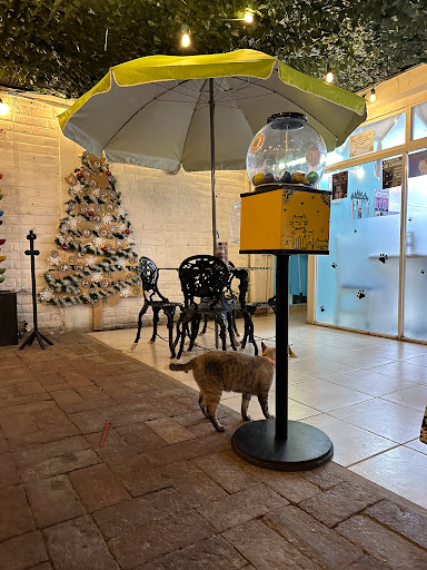 Il Gato Cat Café - Mexico