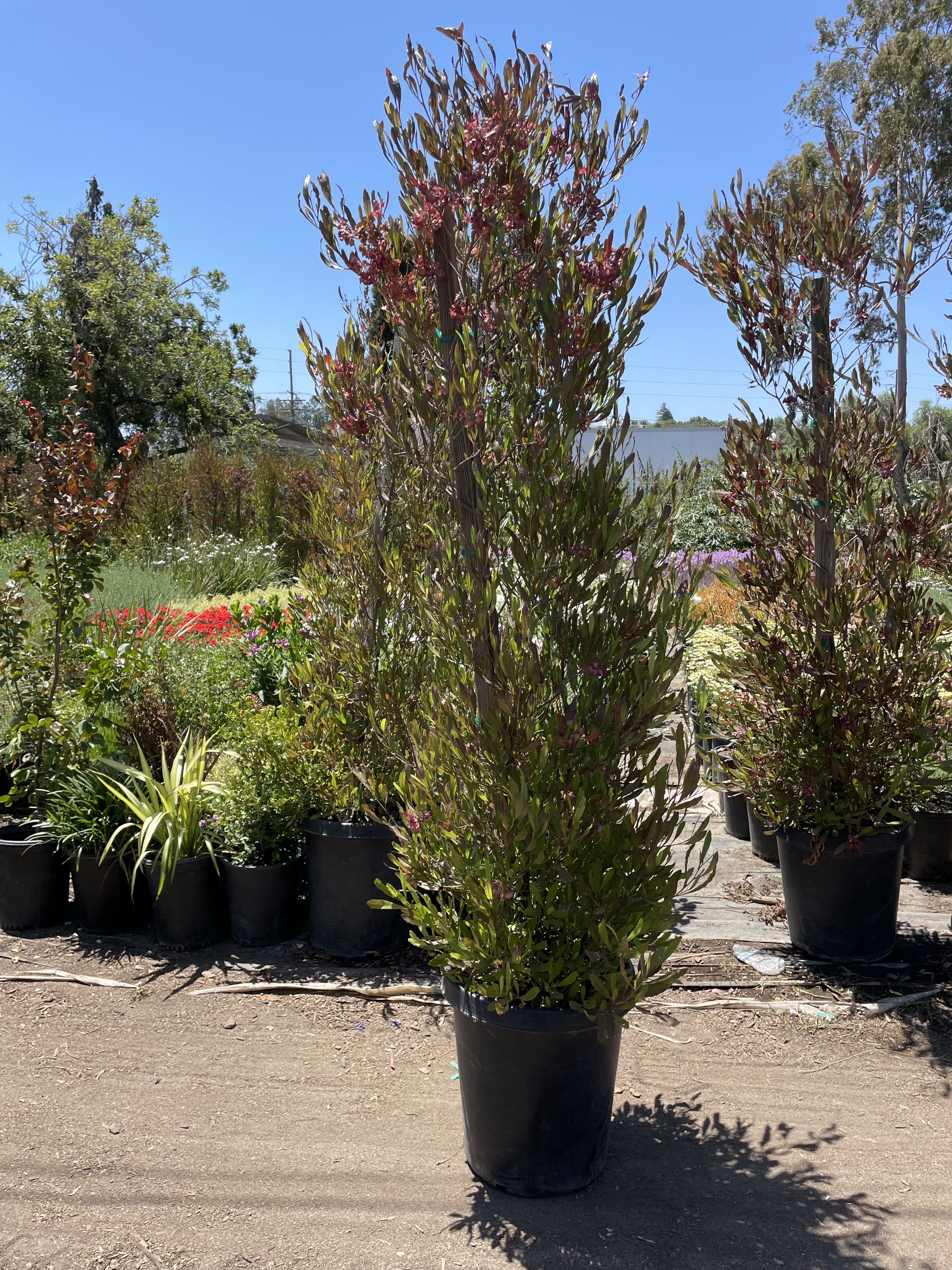 La Escondida Nursery