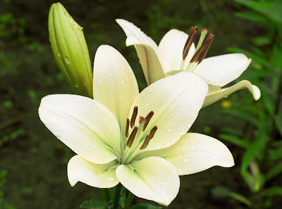 Naturheilpraxis Blumenthal