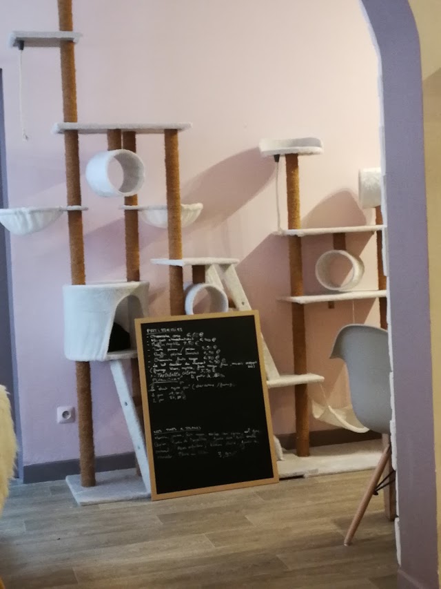 Mug and Cats - Le café à chats d'Amiens