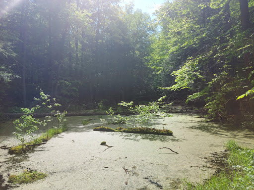 Hall Tract - Thumbnail