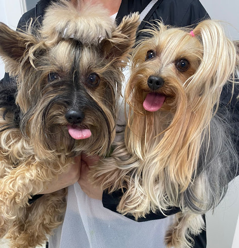 CENTRO VETERINARIO San Francisco de Asís - LEBRIJA