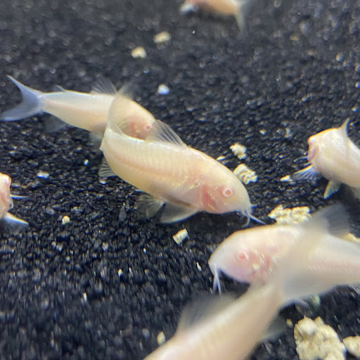 Xochi Aquatic - Thumbnail