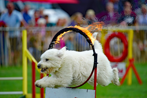 Poynton Show - Thumbnail