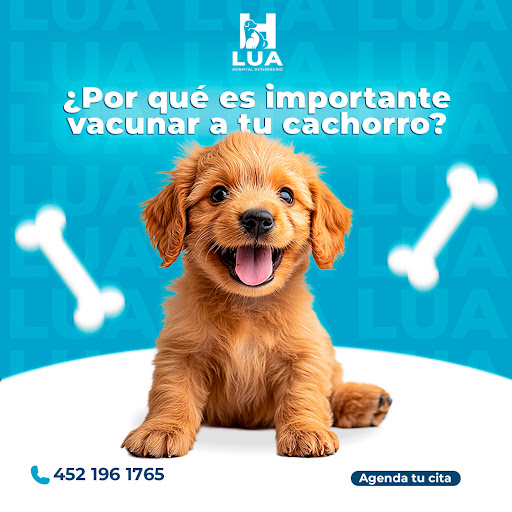 Lua Hospital veterinario