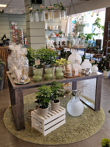 Planta Blommor - Visual