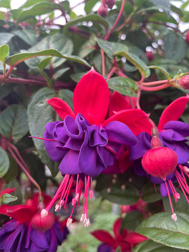 Lucan Country Gardens - Thumbnail