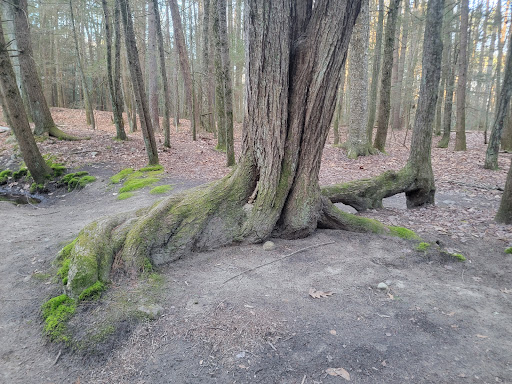 Robert Frost Trail - Thumbnail