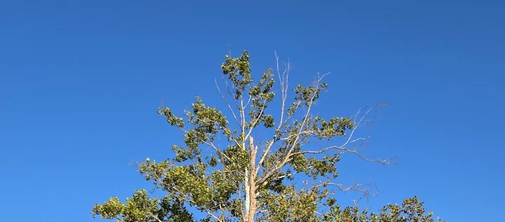 Gonzalez Tree Service
