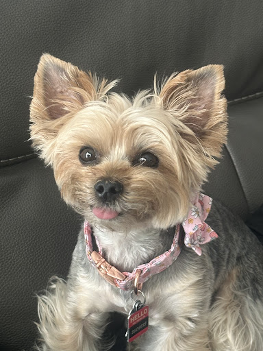 Woof Gang Bakery & Grooming Nocatee - Thumbnail