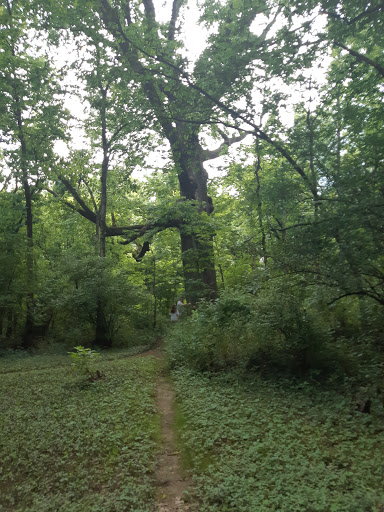 Veterans Oak - Thumbnail