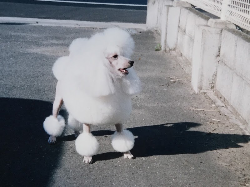 愛犬美容室ドックノーズ