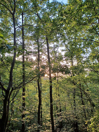 Foresta di Fossa Cupa - Thumbnail