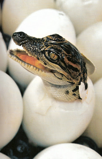 Krokodil Apotheke Großenaspe - Thumbnail