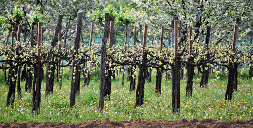 Consorzio Vini Asolo Montello - Thumbnail