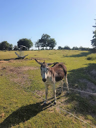 Photo n°7 de Le Petit Camping La Chagnée à Saint-Aubin-le-Cloud (Location d'appartement de vacances)
