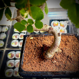 Photo n°16 de Sushi and You à Seclin (Restaurant de sushis)