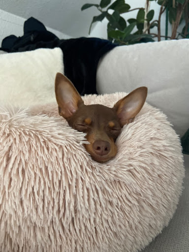 Heidi's dog snack - Thumbnail
