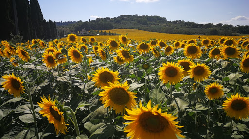 Tuscany Bike Tours