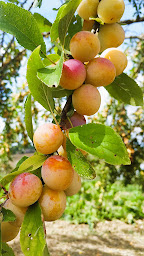Photo n°10 de le jardin de Maria & Nico à Saint-Jean-de-Duras (Ferme)