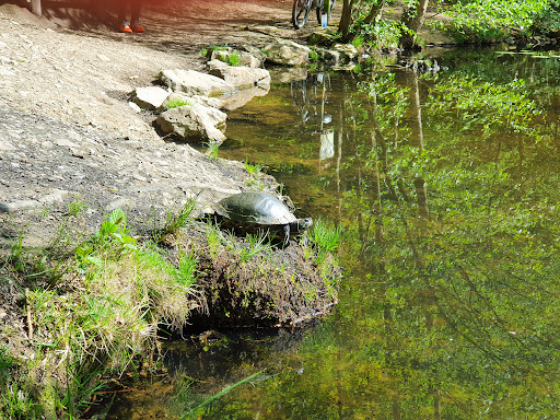 Offermanns Weiher - Visual