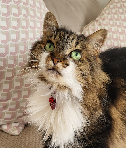 Coggeshall Pet Sitting Service - Thumbnail