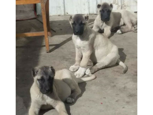 Kangal puppy Available 🖤🐕💯🙌 post image