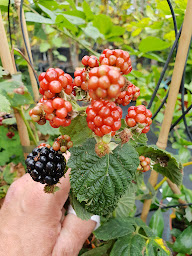 Photo n°15 de Au Jardin Des Sources à Lescure (Pépinière)