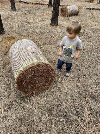 Mitchell Pine Straw - Thumbnail