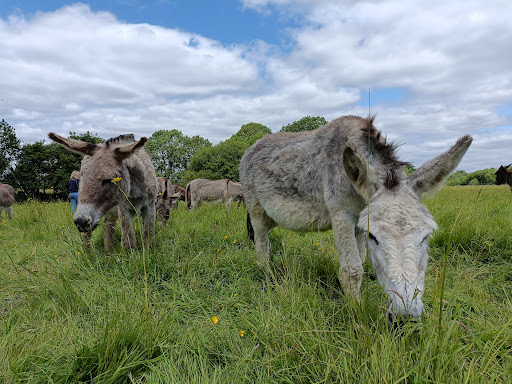 DashingDonkeys