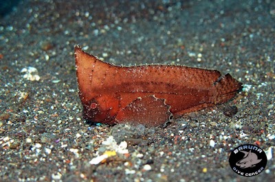 Photos of Baruna Dive Bali