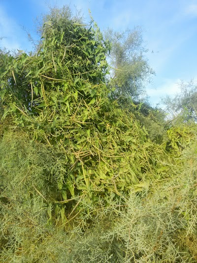 Photos of Hamed's Farm