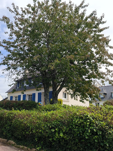 Kerne Élagage - Thumbnail