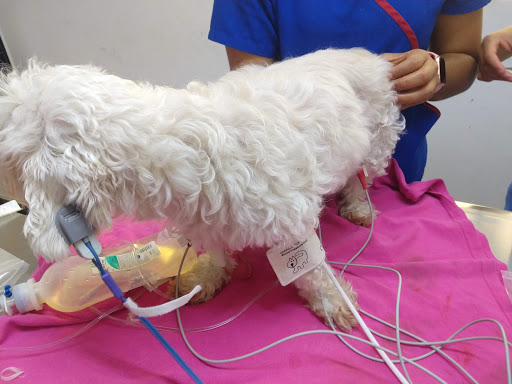 Simba Veterinaria y Pet Salón Gallery - Mexico